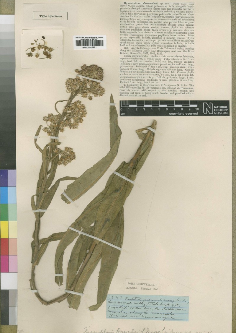 Xysmalobium gossweileri photo 2