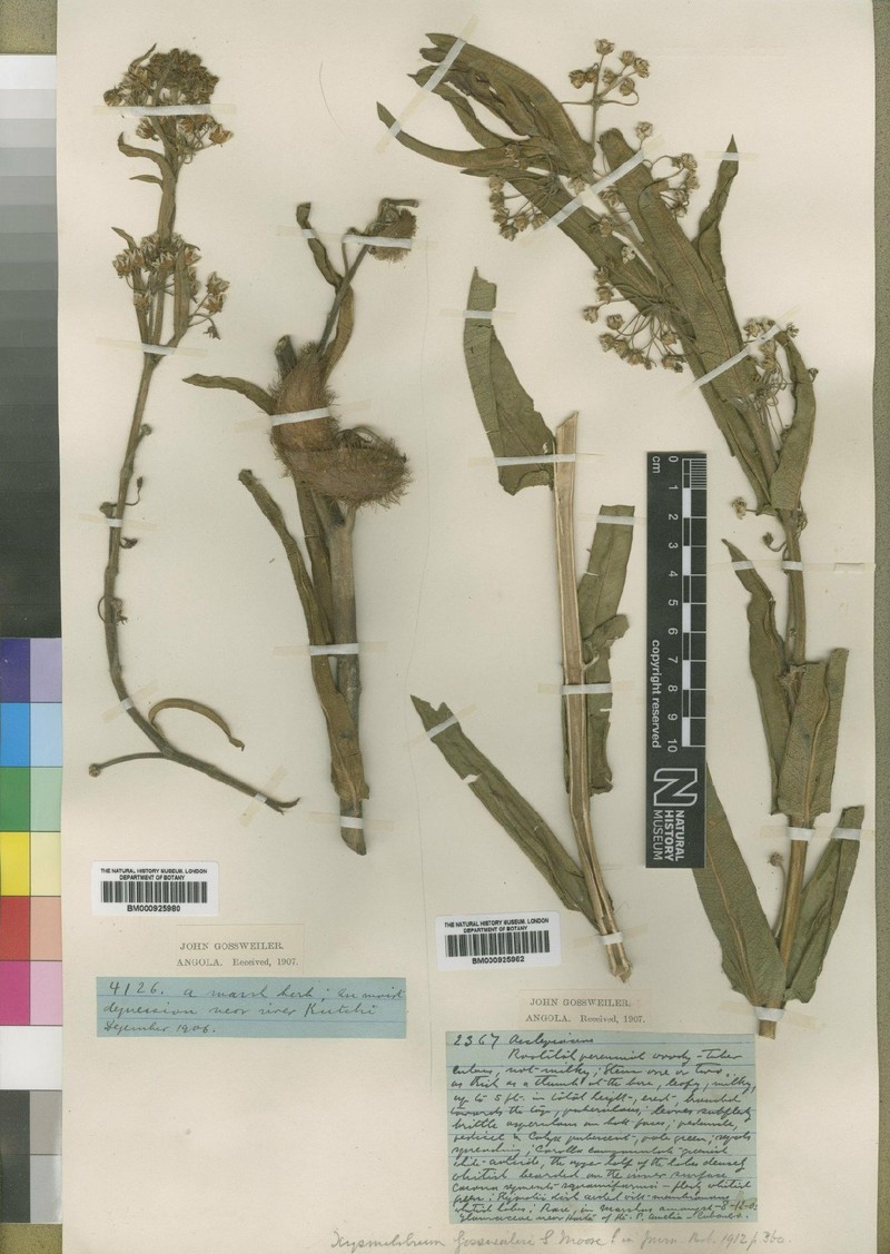Xysmalobium gossweileri photo 3