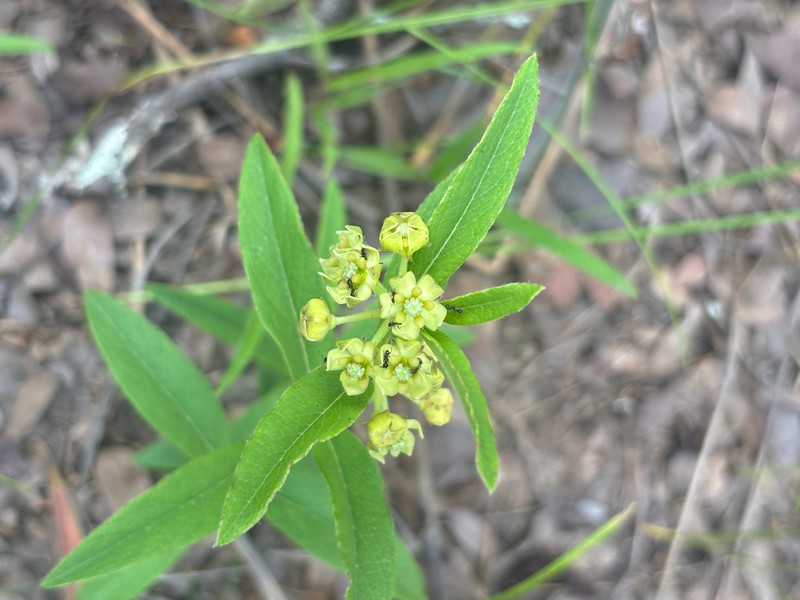 Xysmalobium heudelotianum