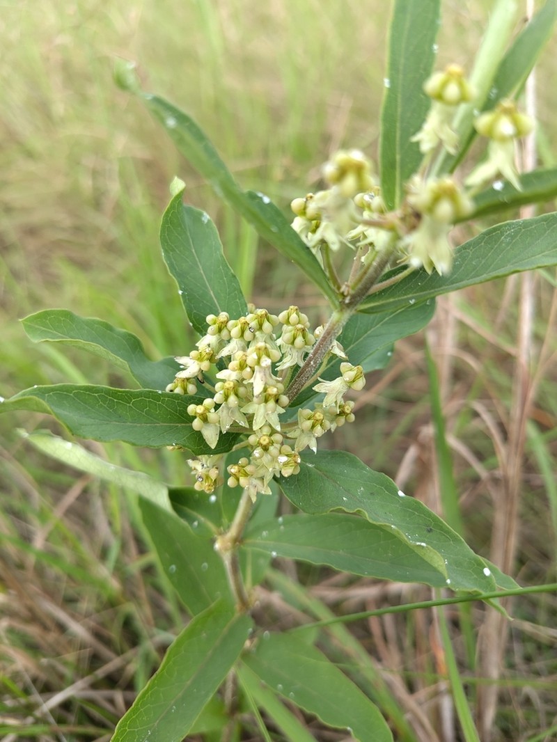 Xysmalobium heudelotianum photo 2