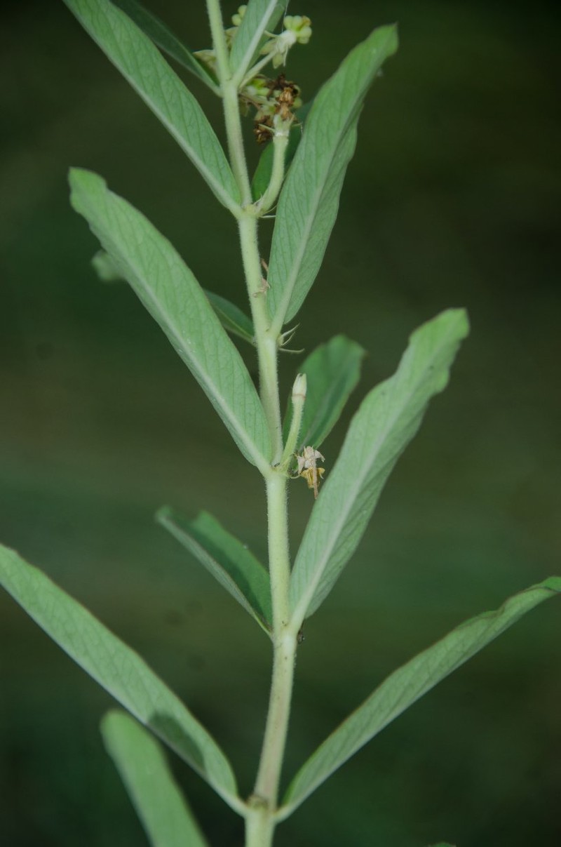 Xysmalobium heudelotianum photo 3