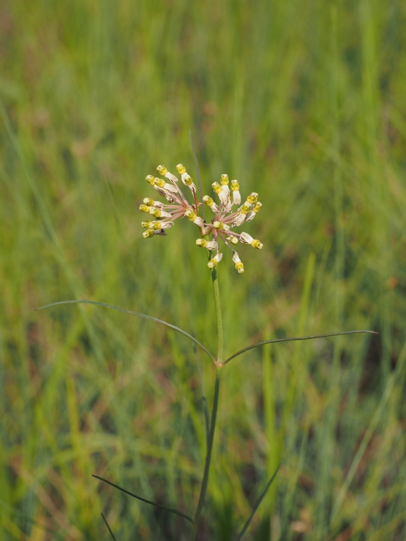 Xysmalobium holubii