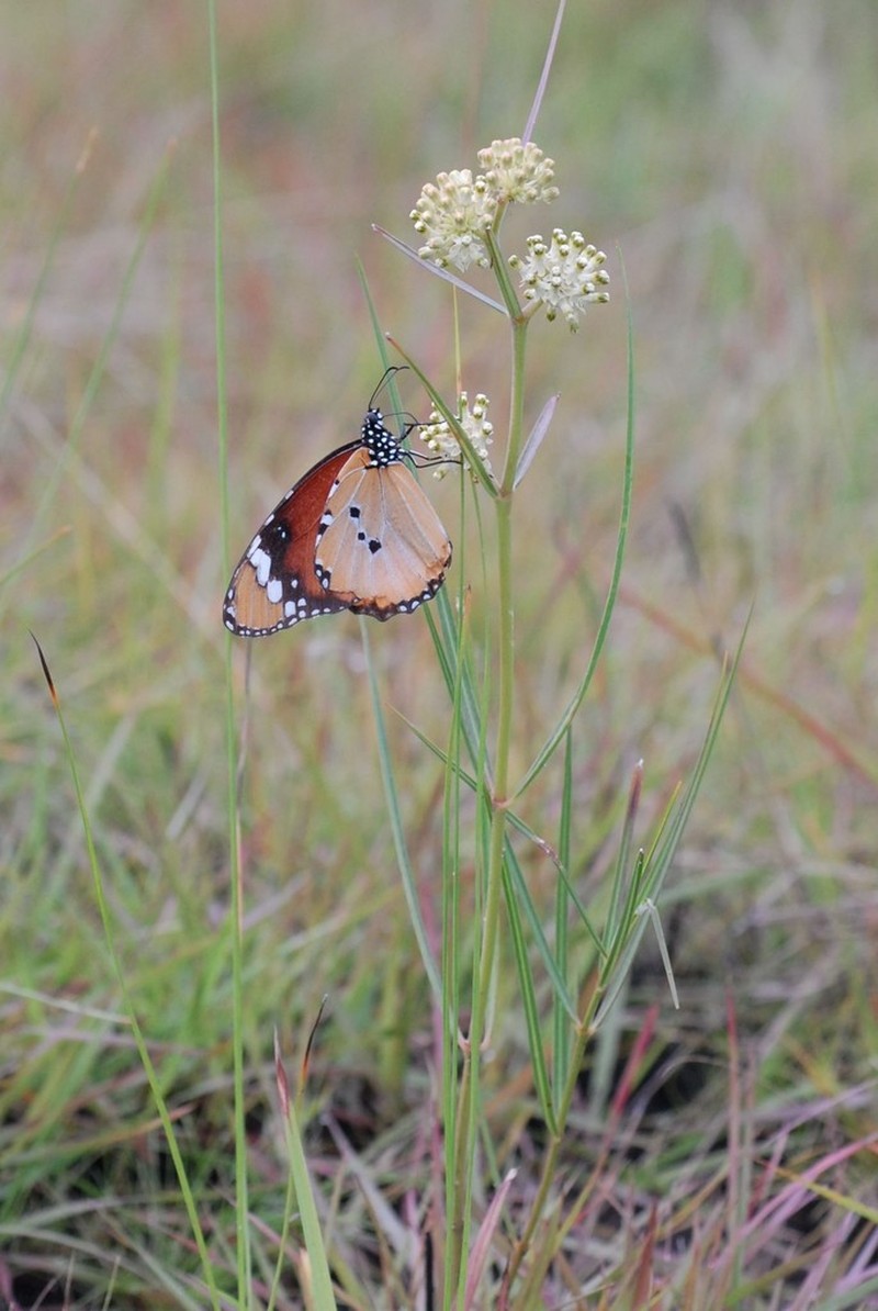 Xysmalobium holubii photo 2