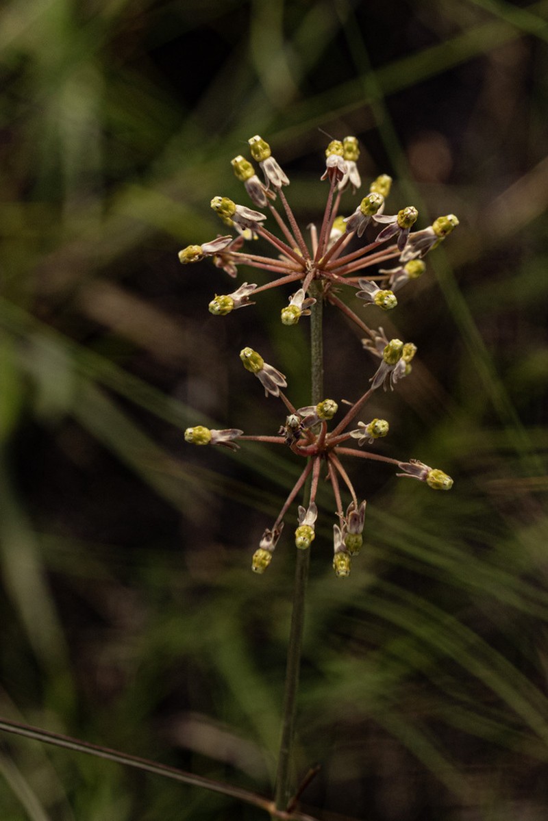 Xysmalobium holubii photo 3