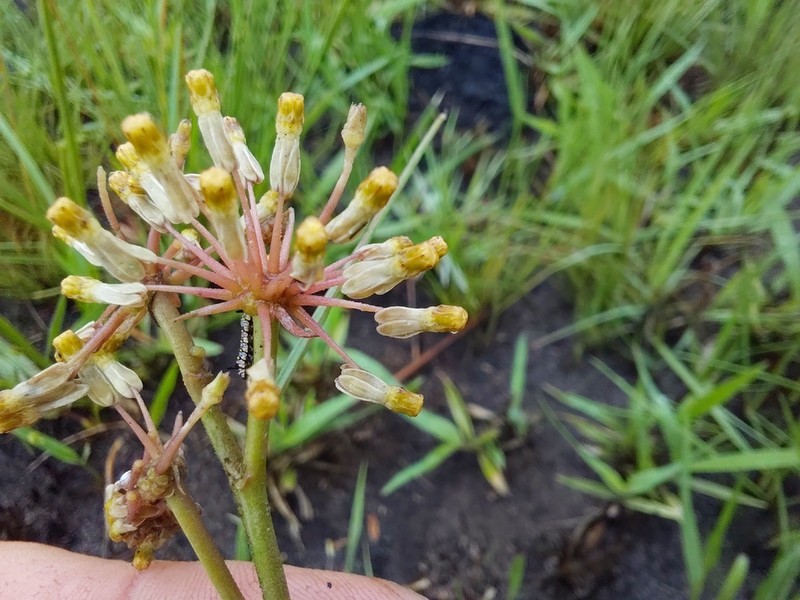 Xysmalobium holubii photo 4