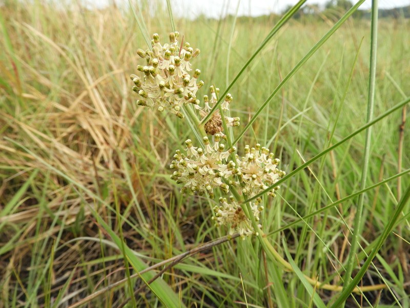 Xysmalobium holubii photo 5