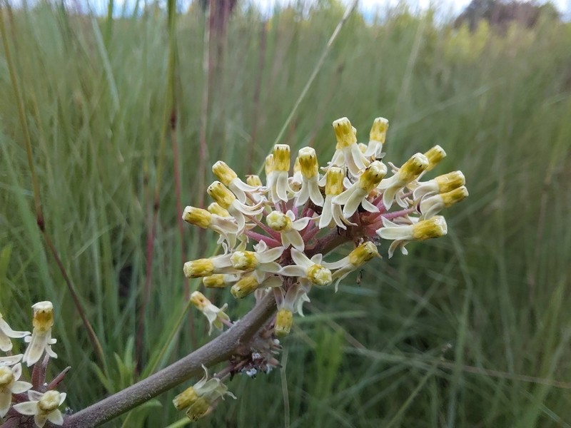 Xysmalobium holubii photo 6