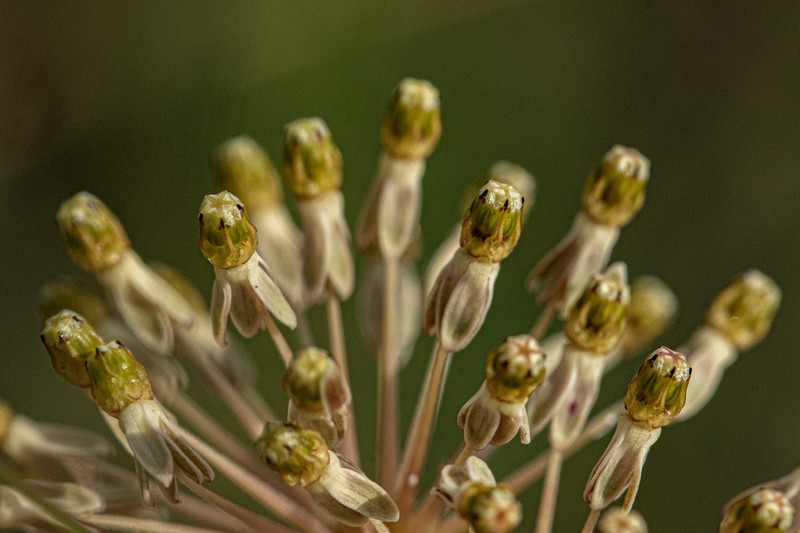 Xysmalobium holubii photo 7