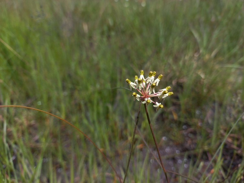 Xysmalobium holubii photo 8