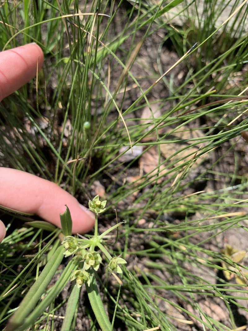 Xysmalobium involucratum