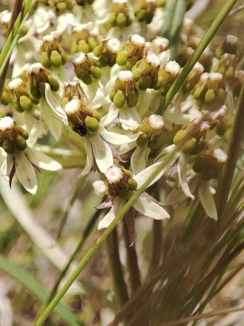 Xysmalobium involucratum photo 2