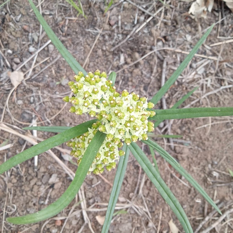 Xysmalobium involucratum photo 3