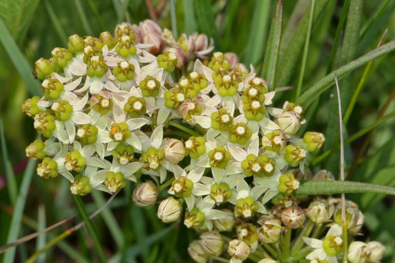 Xysmalobium involucratum photo 4