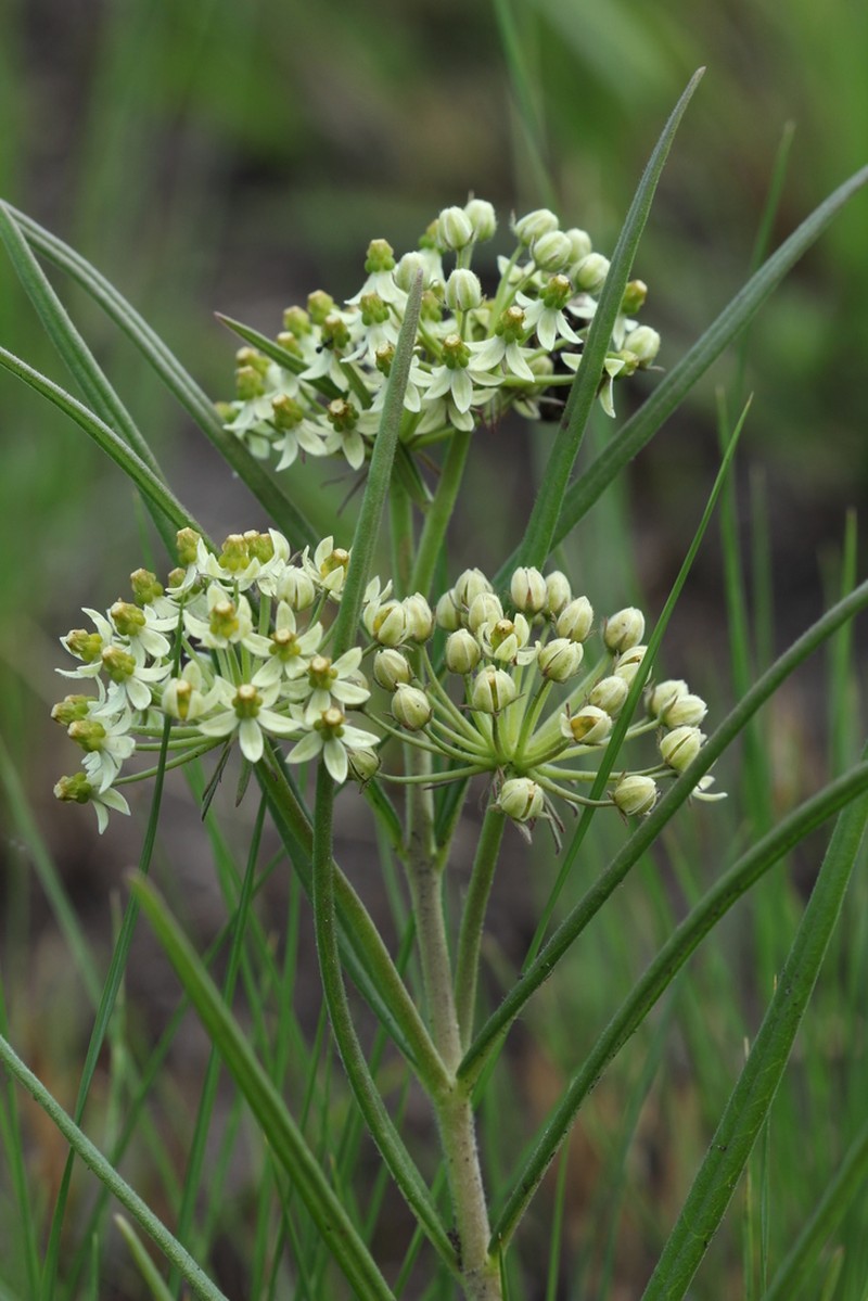 Xysmalobium involucratum photo 5