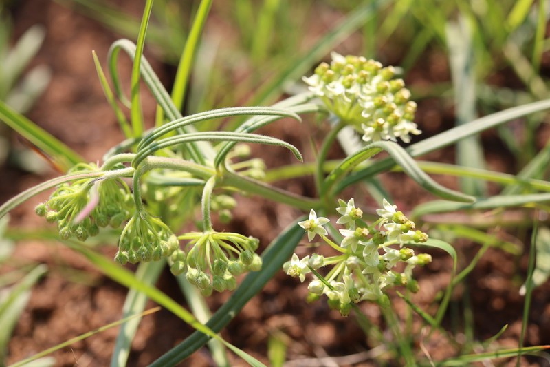 Xysmalobium involucratum photo 6