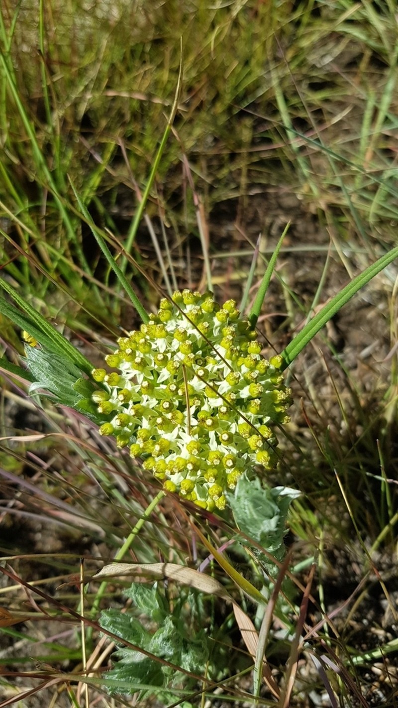 Xysmalobium involucratum photo 7