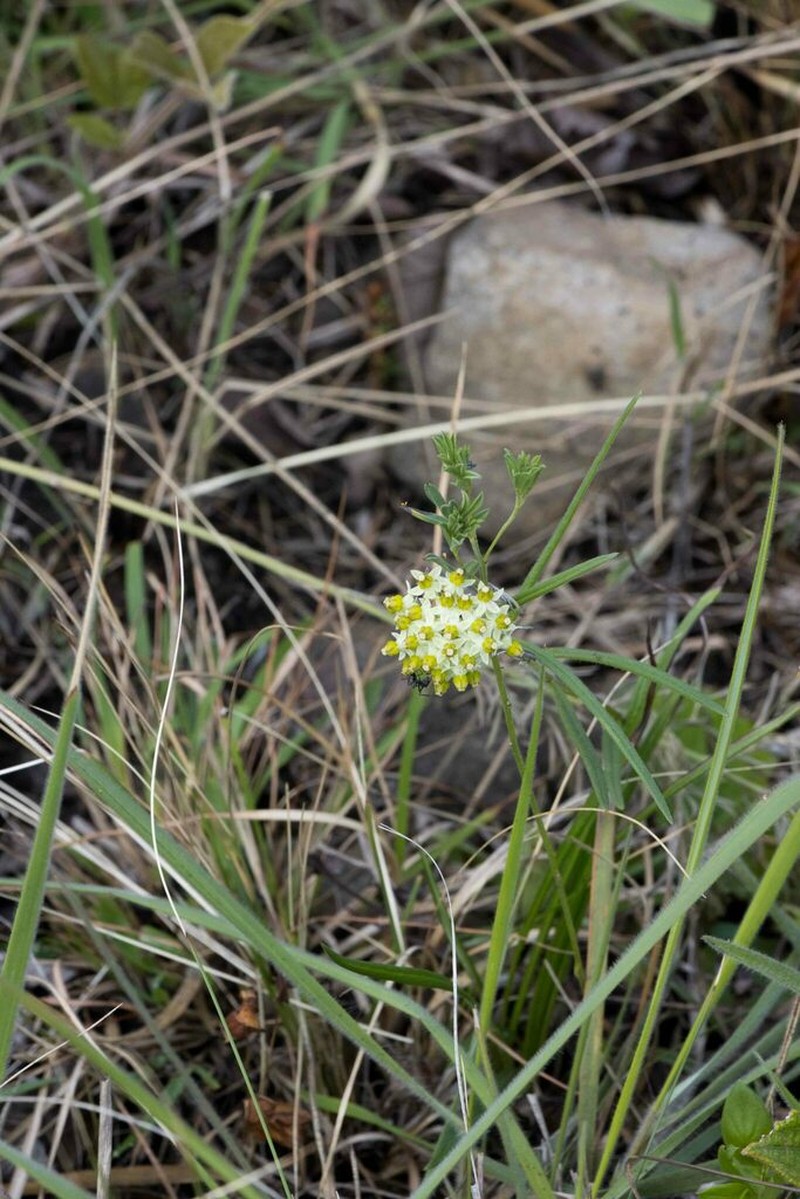 Xysmalobium involucratum photo 8