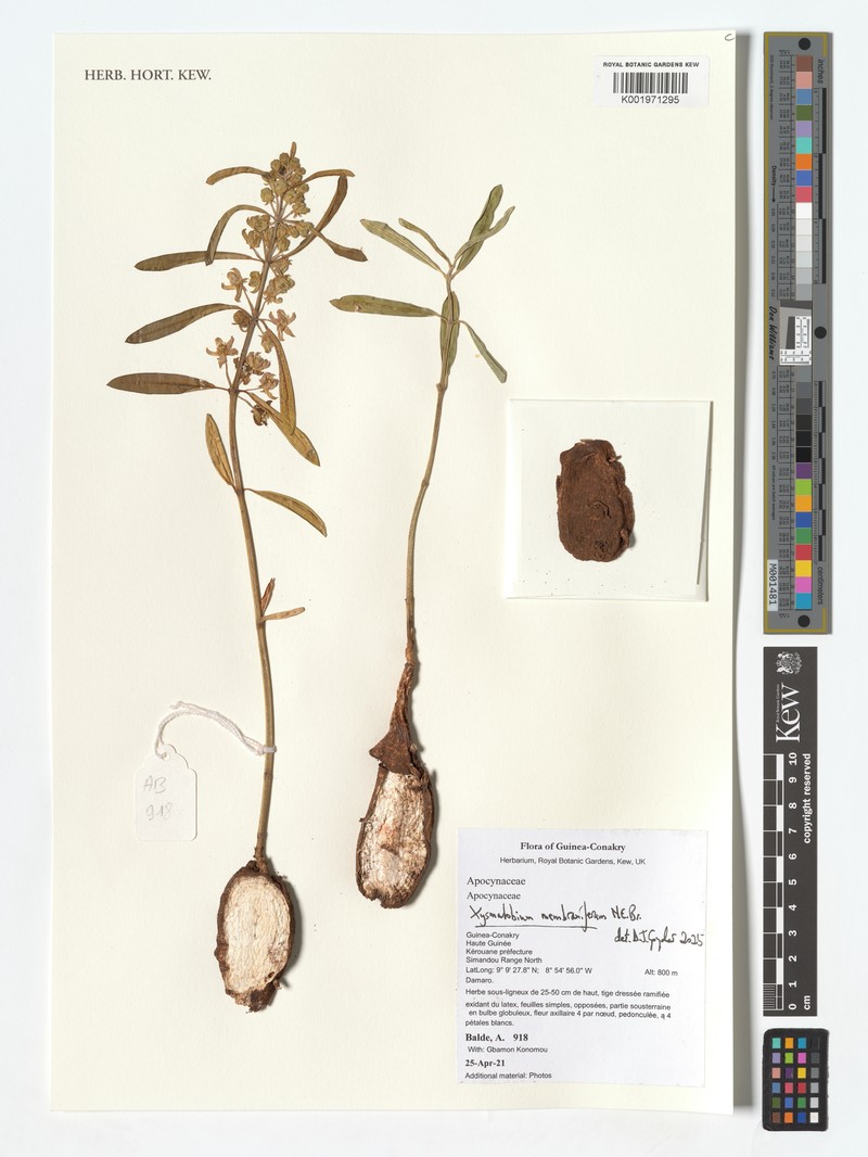 Xysmalobium membraniferum
