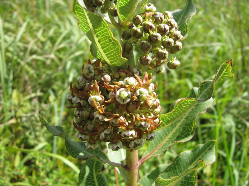 Xysmalobium orbiculare photo 2