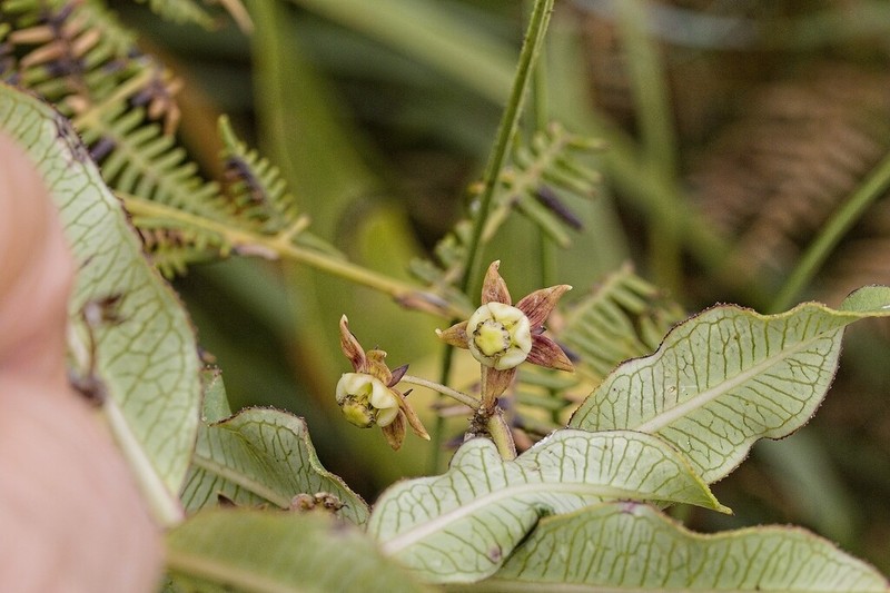 Xysmalobium orbiculare photo 3