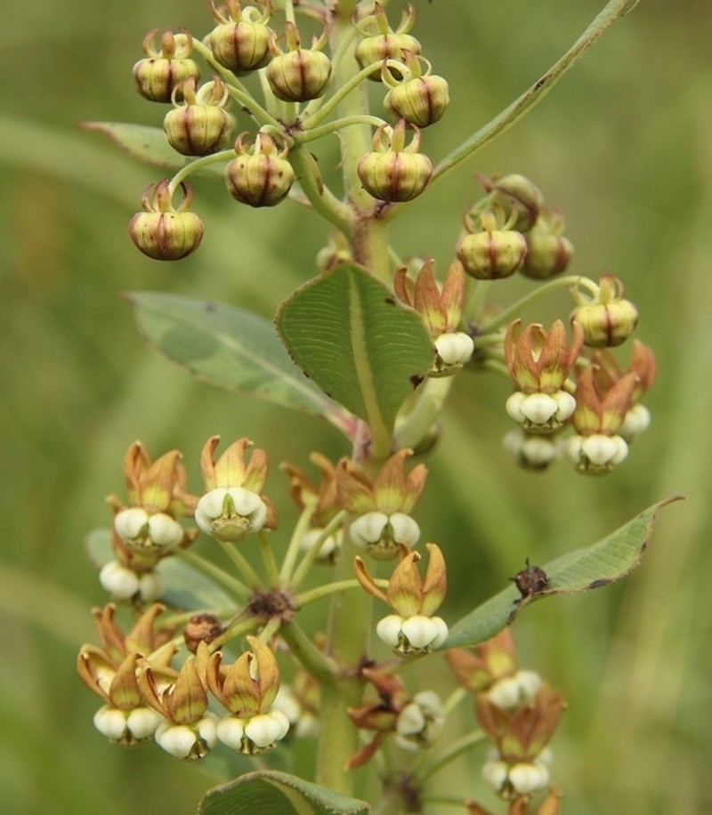 Xysmalobium orbiculare photo 5
