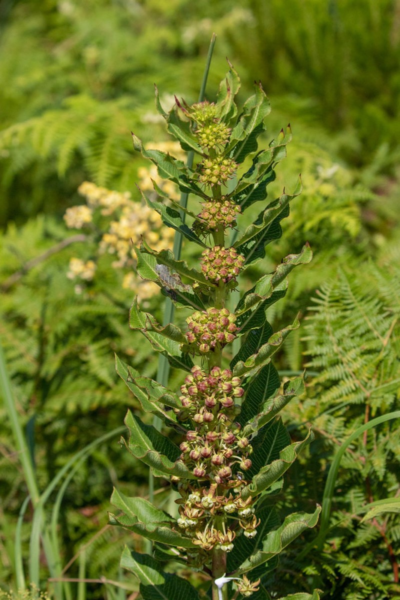 Xysmalobium orbiculare photo 6