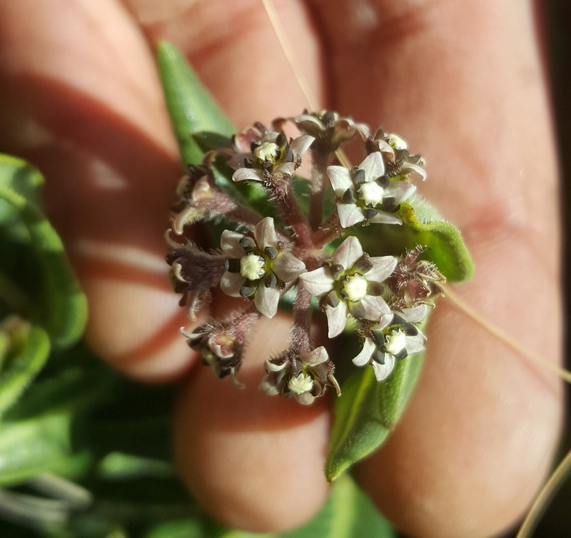 Xysmalobium parviflorum photo 2