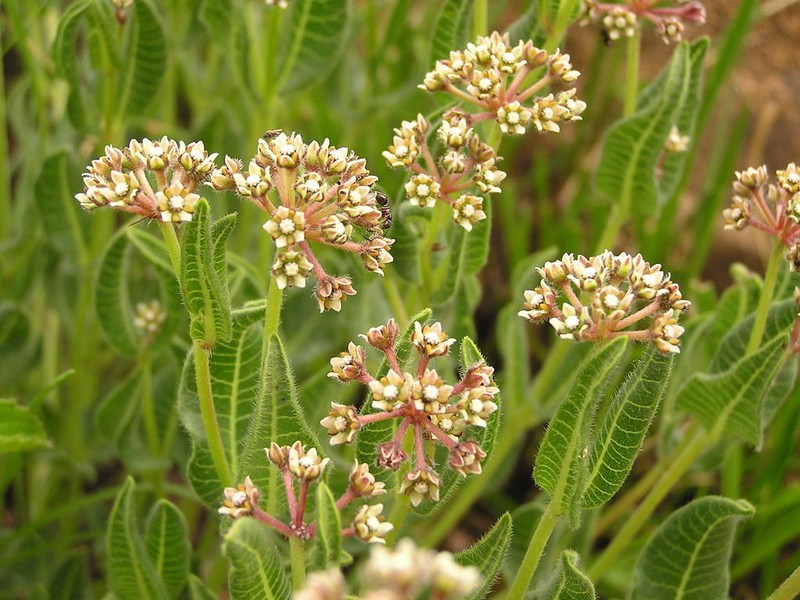 Xysmalobium parviflorum photo 3
