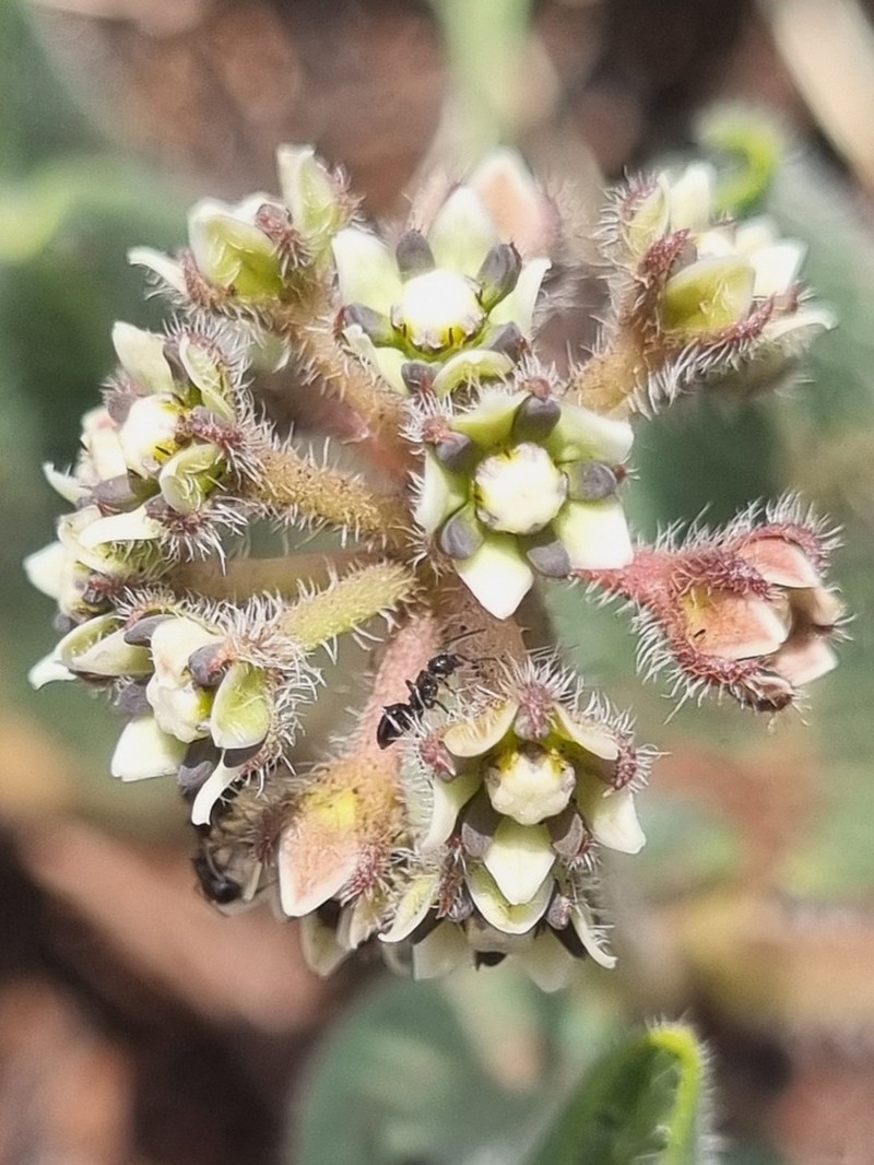 Xysmalobium parviflorum photo 4