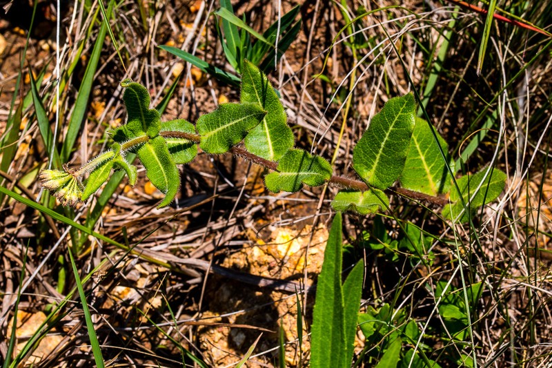 Xysmalobium parviflorum photo 5