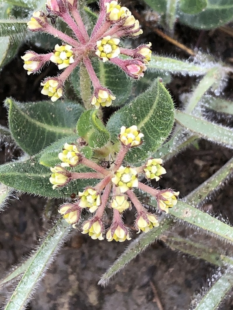 Xysmalobium parviflorum photo 6