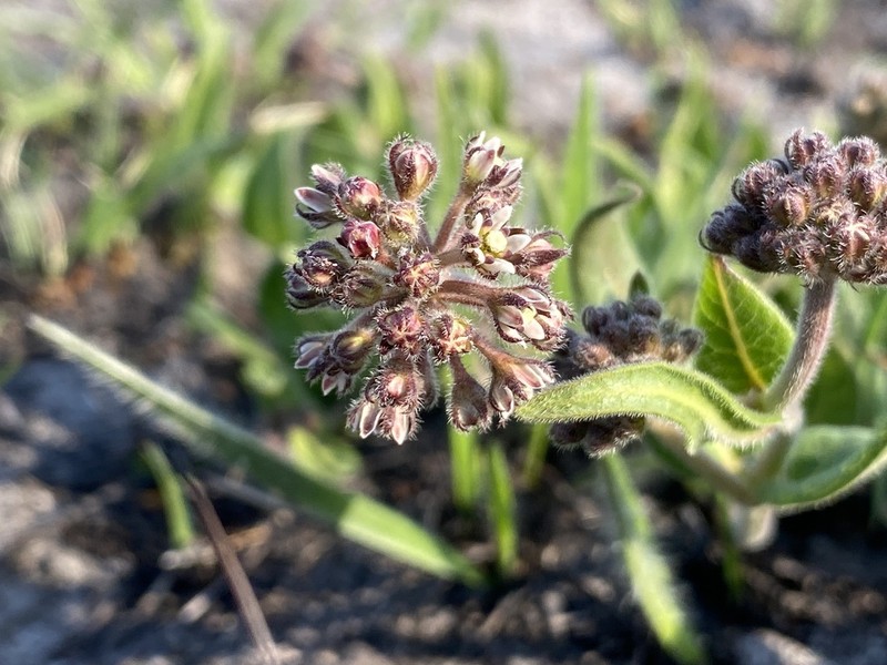 Xysmalobium parviflorum photo 7