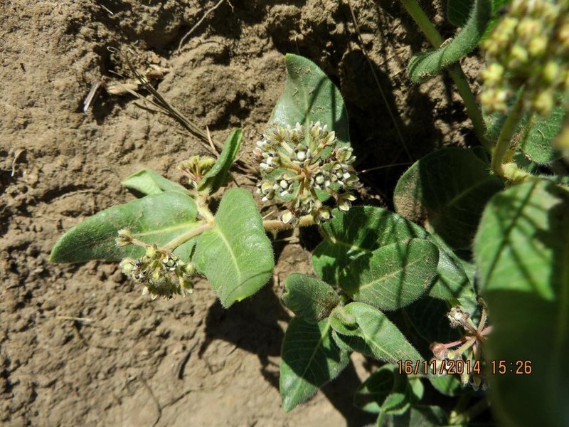 Xysmalobium parviflorum photo 8
