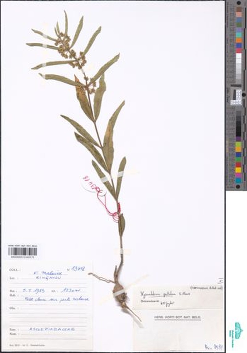 Xysmalobium patulum