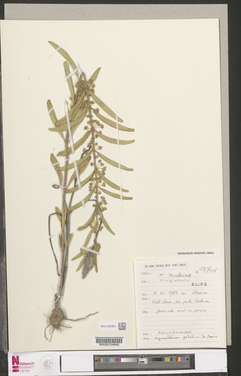 Xysmalobium patulum photo 2