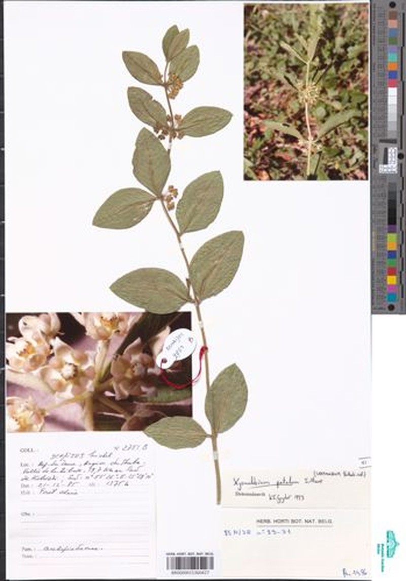 Xysmalobium patulum photo 3