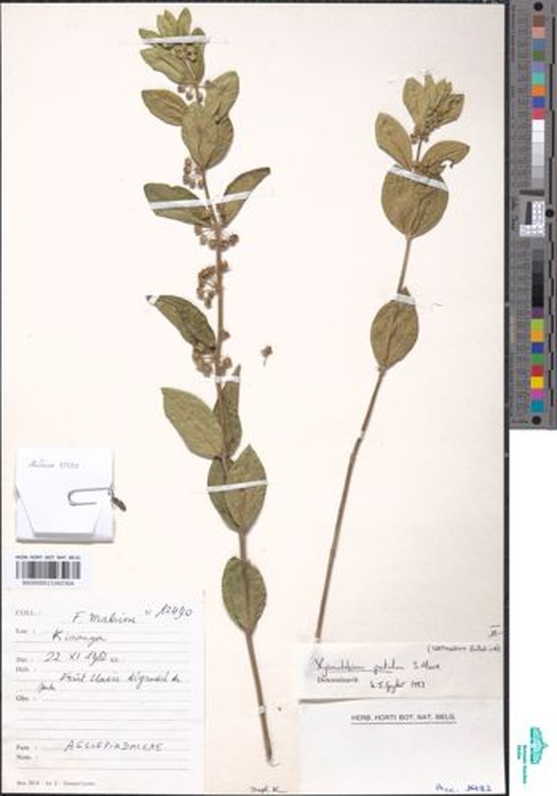 Xysmalobium patulum photo 4