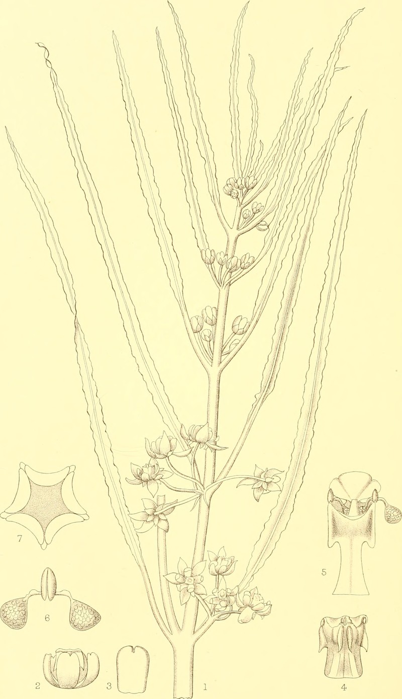 Xysmalobium pearsonii