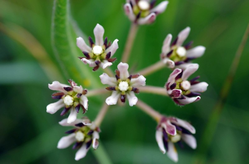 Xysmalobium pedifoetidum