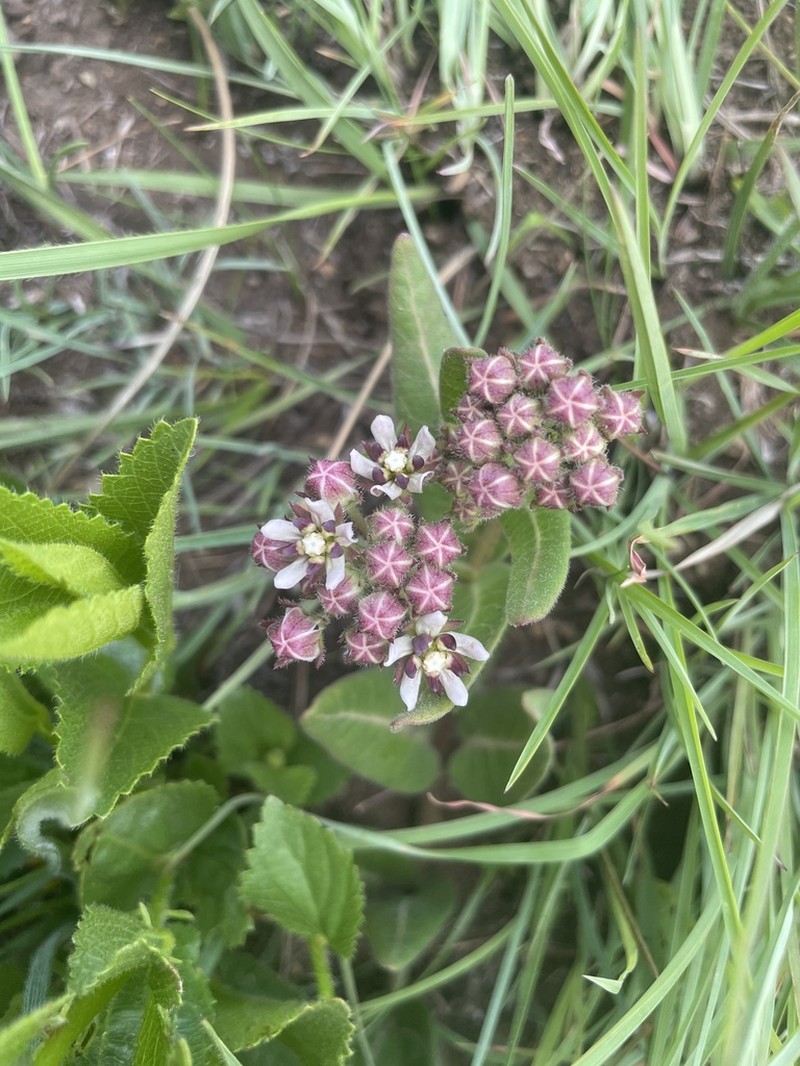 Xysmalobium pedifoetidum photo 2