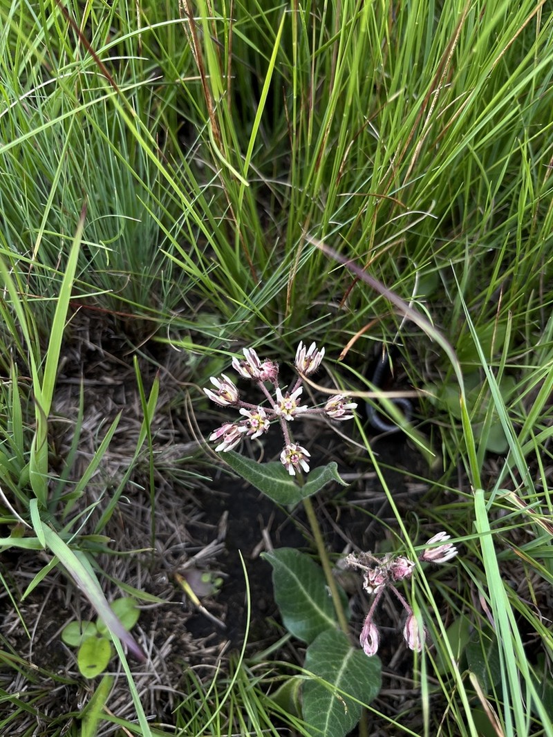 Xysmalobium pedifoetidum photo 4