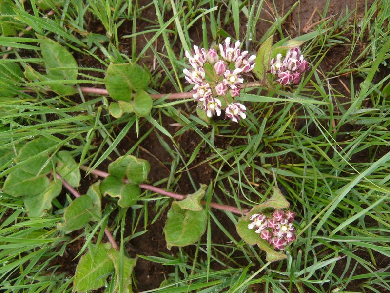 Xysmalobium pedifoetidum photo 7