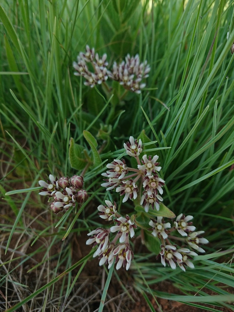 Xysmalobium pedifoetidum photo 8