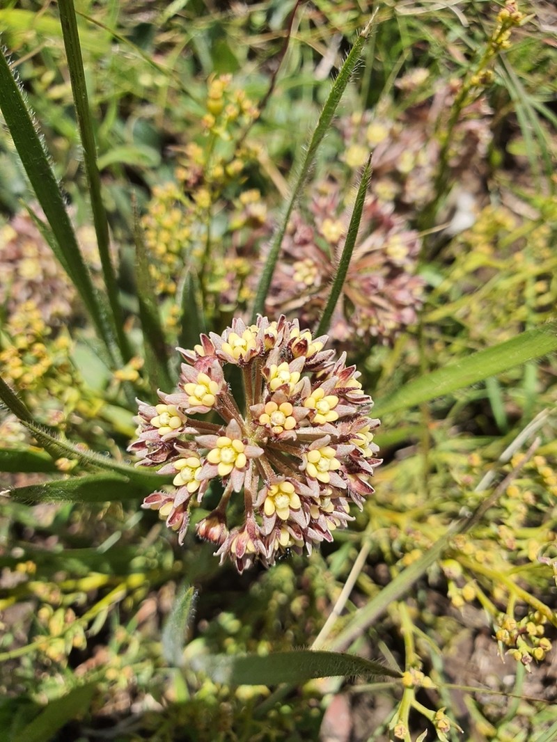 Xysmalobium prunelloides