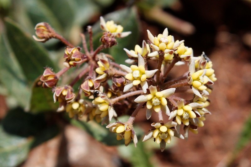 Xysmalobium prunelloides photo 2