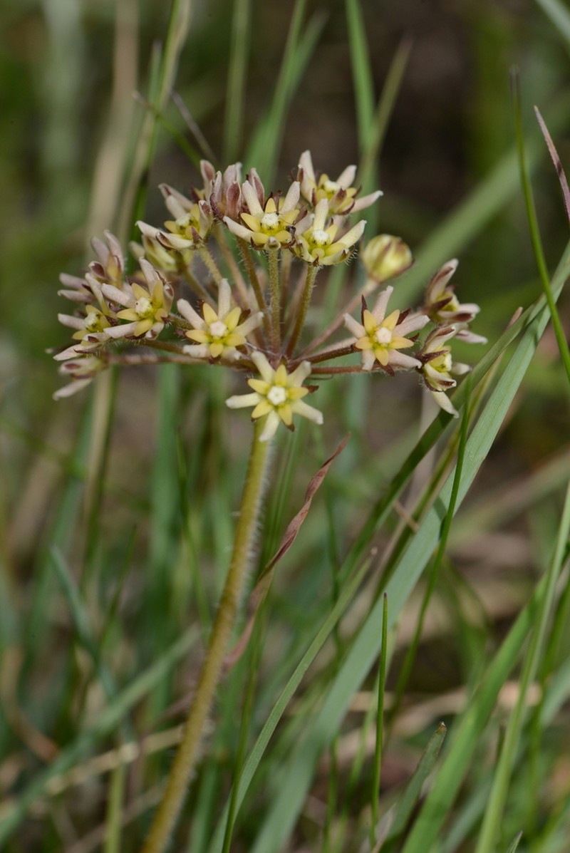 Xysmalobium prunelloides photo 3