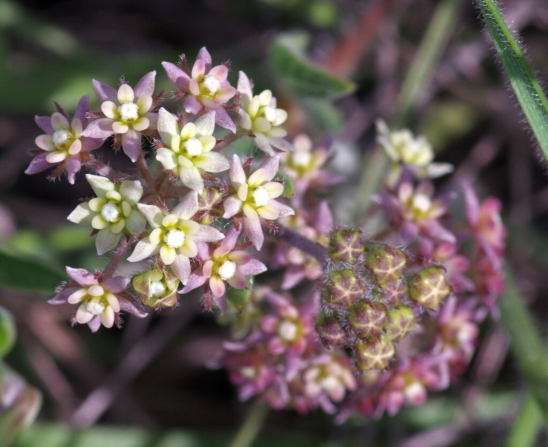 Xysmalobium prunelloides photo 4