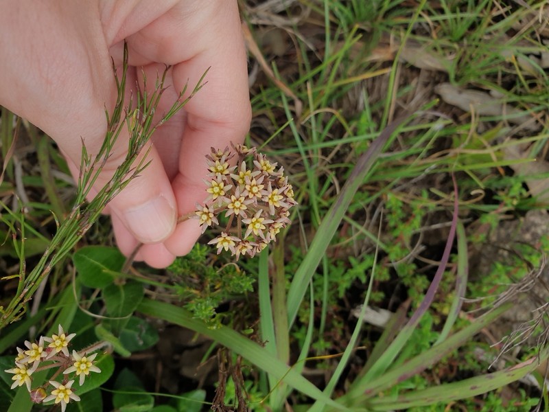 Xysmalobium prunelloides photo 5