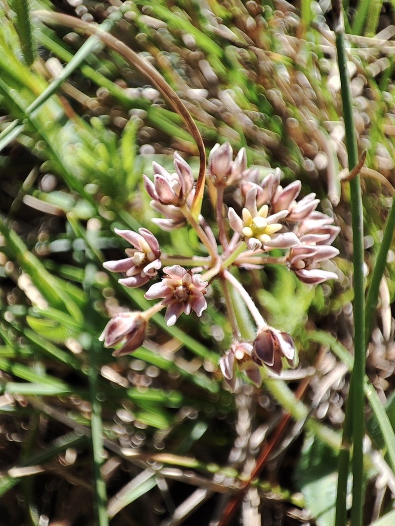 Xysmalobium prunelloides photo 6