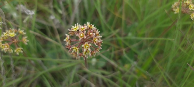 Xysmalobium prunelloides photo 7